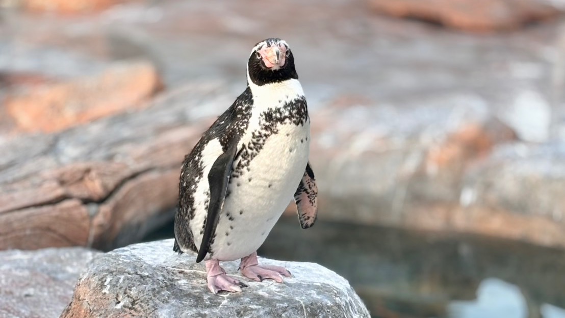 とある都会の真ん中で変なダンスを踊っているペンギンに主人公が出会う