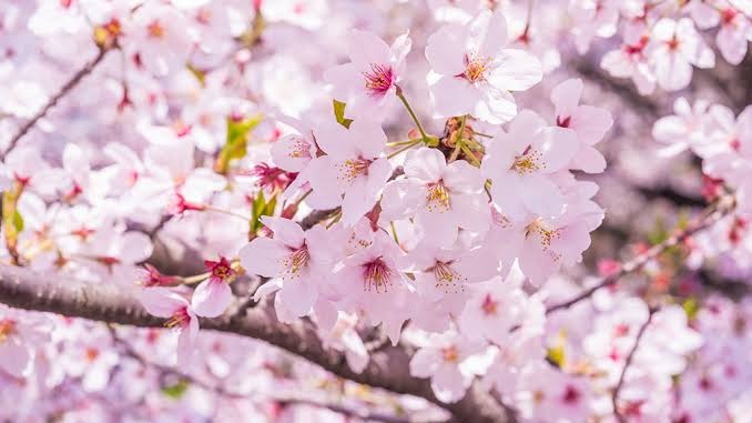 桜が散り始め