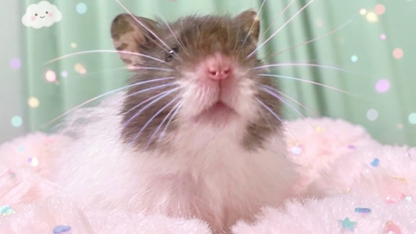突然飼うことになったハムちゃん、仲良くなりたい。
