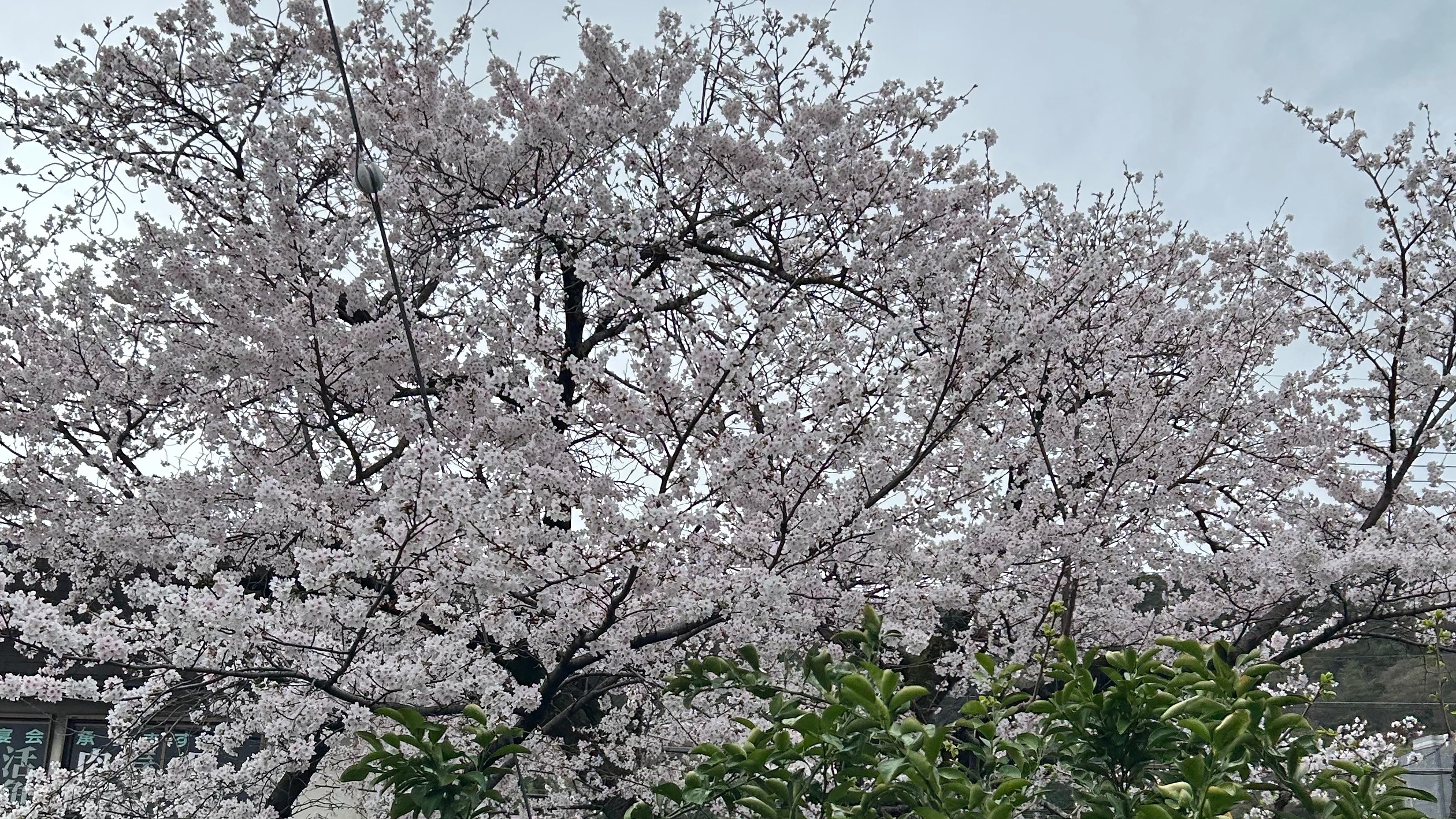 わお