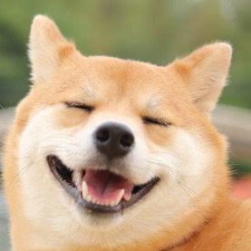 いぬ