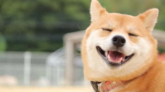 いぬ