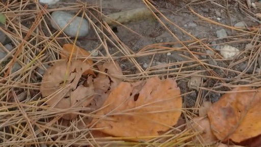 落ち葉で湿気た山奥の森 主人公(あなた)のお気に入りのスポット誰も来なく常に静か