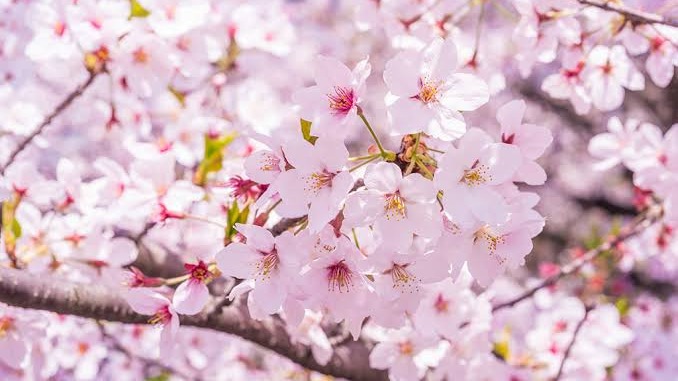 学校の入学式
