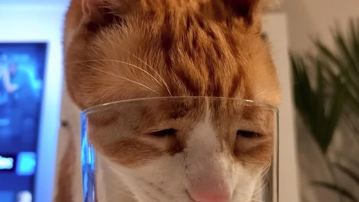 ねこちゃん